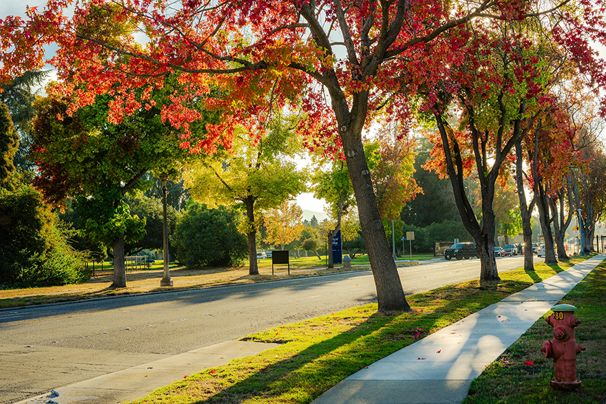 campus scenery